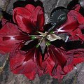 odmiana 'Benfica' - 8 marca 2009 (pęd ścięty w celu ochrony słabo ukorzenionej cebuli z drugim pędem) #amarylis #Hippeastrum #hydroponika #Benfica