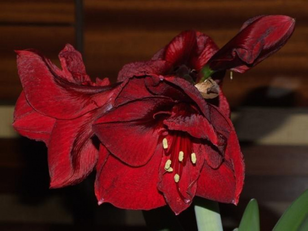 odmiana 'Benfica' - 8 marca 2009 #amarylis #Hippeastrum #hydroponika #Benfica