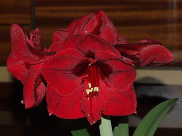 odmiana 'Benfica' - 9 marca 2009 #amarylis #Hippeastrum #hydroponika #Benfica