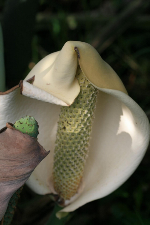 Kwiat monstery (Monstera deliciosa). "Slupek" w srodku to mlody owoc wielkosci i ksztaltu kolby kukurydzy. Po dojrzeniu zaczyna od czubka rozpadac sie na miekkie segmenty wielkosci ziaren kukurydzy, ale koloru miazszu banana i smaku bananasa :o)