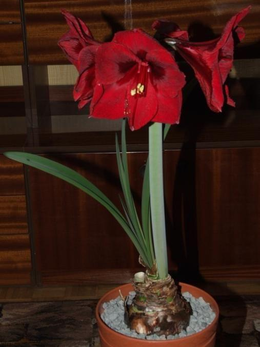 odmiana 'Benfica' - 9 marca 2009 #amarylis #Hippeastrum #hydroponika #Benfica