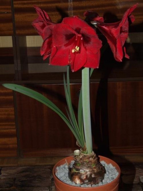 odmiana 'Benfica' - 9 marca 2009 #amarylis #Hippeastrum #hydroponika #Benfica