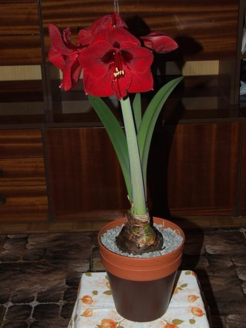 odmiana 'Benfica' - 9 marca 2009 #amarylis #Hippeastrum #hydroponika #Benfica