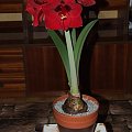 odmiana 'Benfica' - 9 marca 2009 #amarylis #Hippeastrum #hydroponika #Benfica