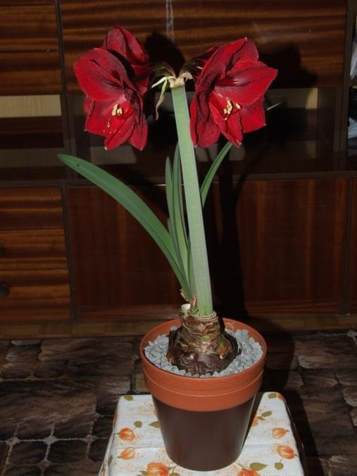 odmiana 'Benfica' - 9 marca 2009 #amarylis #Hippeastrum #hydroponika #Benfica