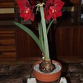 odmiana 'Benfica' - 9 marca 2009 #amarylis #Hippeastrum #hydroponika #Benfica