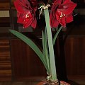 odmiana 'Benfica' - 9 marca 2009 #amarylis #Hippeastrum #hydroponika #Benfica