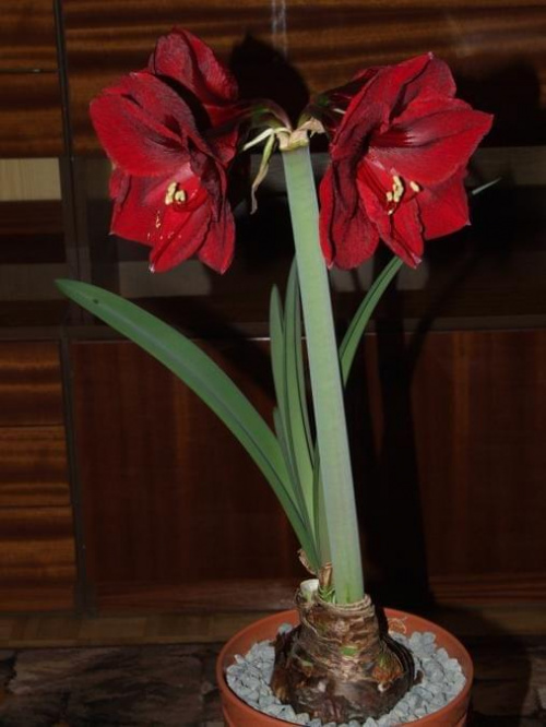 odmiana 'Benfica' - 9 marca 2009 #amarylis #Hippeastrum #hydroponika #Benfica