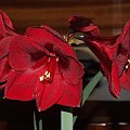 odmiana 'Benfica' - 9 marca 2009 #amarylis #Hippeastrum #hydroponika #Benfica