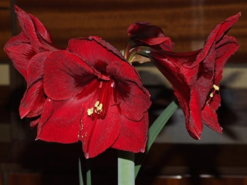 odmiana 'Benfica' - 9 marca 2009 #amarylis #Hippeastrum #hydroponika #Benfica