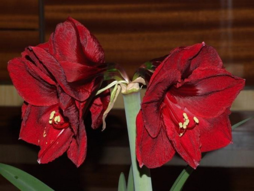 odmiana 'Benfica' - 9 marca 2009 #amarylis #Hippeastrum #hydroponika #Benfica