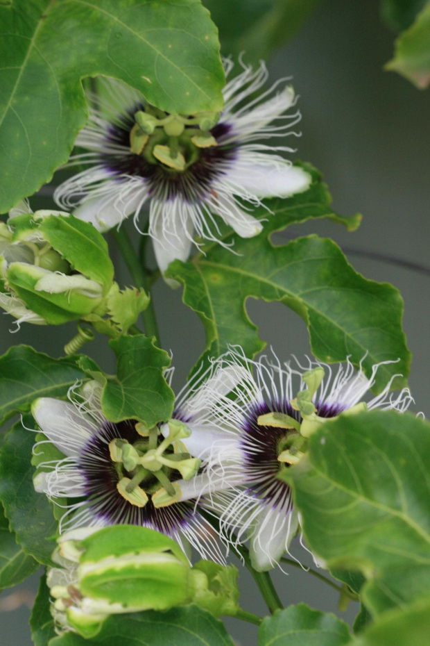 Passiflora kwitnie drugi raz tego roku, ale czy zdazy miec owoce?