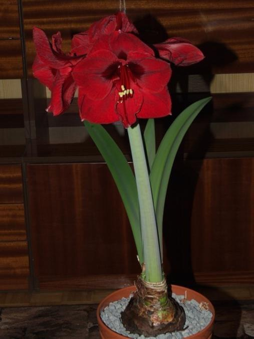 odmiana 'Benfica' - 9 marca 2009 #amarylis #Hippeastrum #hydroponika #Benfica