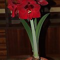 odmiana 'Benfica' - 9 marca 2009 #amarylis #Hippeastrum #hydroponika #Benfica