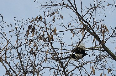 za oknem, na akacji uwijają się sroki- budują gniazdo #sroka