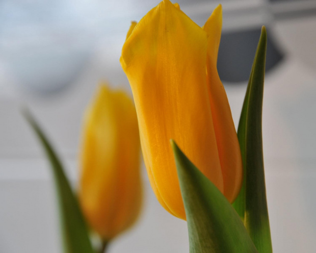 Tulipany zwiastujące zbliżającą się wiosnę