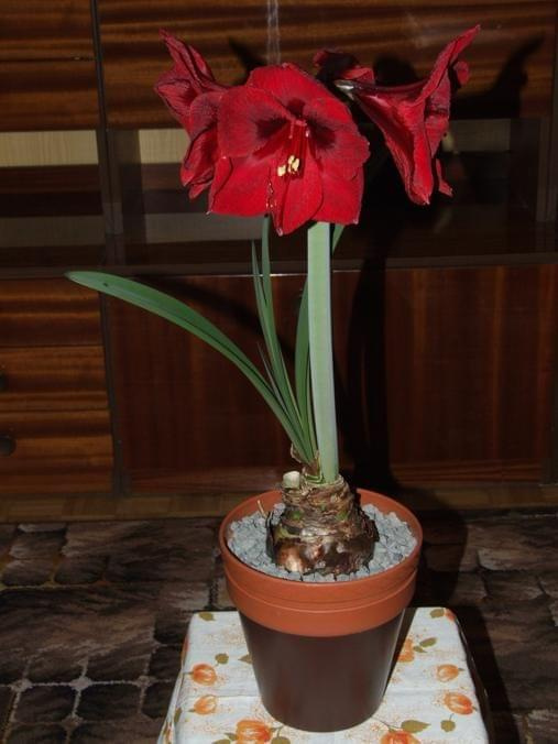 odmiana 'Benfica' - 9 marca 2009 #amarylis #Hippeastrum #hydroponika #Benfica