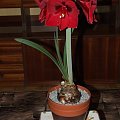 odmiana 'Benfica' - 9 marca 2009 #amarylis #Hippeastrum #hydroponika #Benfica