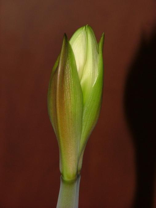 odmiana 'Jewel' - 10 marca 2009 #amarylis #Hippeastrum #hydroponika #Jewel