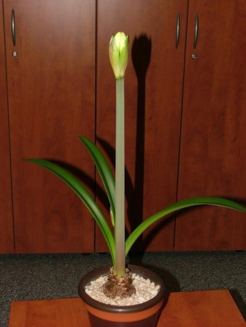 odmiana 'Jewel' - 10 marca 2009 #amarylis #Hippeastrum #hydroponika #Jewel