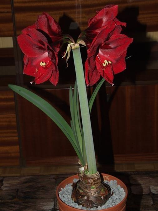 odmiana 'Benfica' - 11 marca 2009 #amarylis #Hippeastrum #hydroponika #Benfica