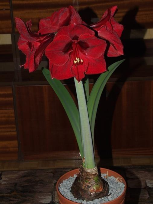 odmiana 'Benfica' - 11 marca 2009 #amarylis #Hippeastrum #hydroponika #Benfica