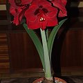 odmiana 'Benfica' - 11 marca 2009 #amarylis #Hippeastrum #hydroponika #Benfica