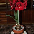 odmiana 'Benfica' - 11 marca 2009 #amarylis #Hippeastrum #hydroponika #Benfica