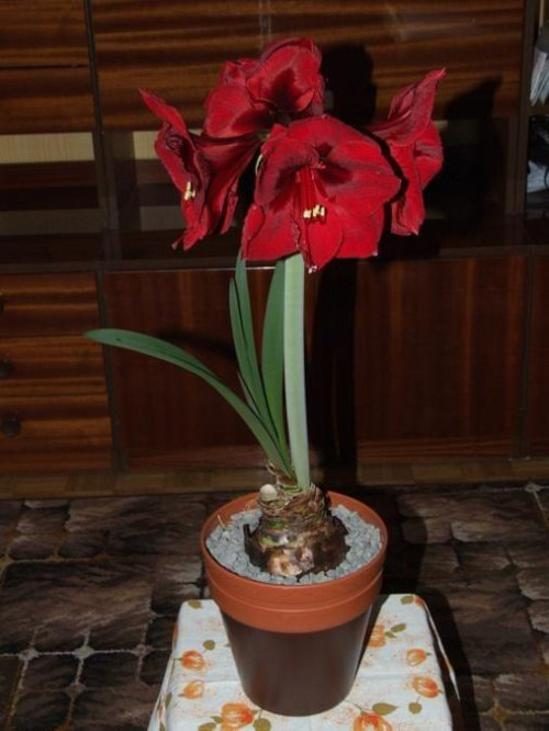 odmiana 'Benfica' - 11 marca 2009 #amarylis #Hippeastrum #hydroponika #Benfica