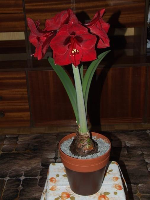 odmiana 'Benfica' - 11 marca 2009 #amarylis #Hippeastrum #hydroponika #Benfica