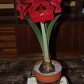 odmiana 'Benfica' - 11 marca 2009 #amarylis #Hippeastrum #hydroponika #Benfica