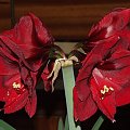 odmiana 'Benfica' - 11 marca 2009 #amarylis #Hippeastrum #hydroponika #Benfica