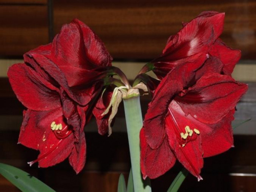 odmiana 'Benfica' - 11 marca 2009 #amarylis #Hippeastrum #hydroponika #Benfica