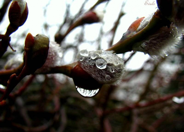 Deszczowa wiosna #deszcz #wiosna #ogród #krople #makro