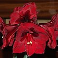 odmiana 'Benfica' - 11 marca 2009 #amarylis #Hippeastrum #hydroponika #Benfica