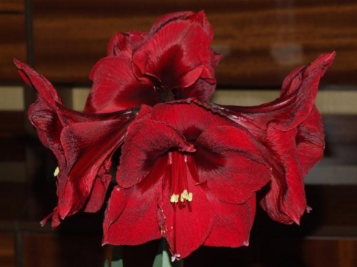 odmiana 'Benfica' - 11 marca 2009 #amarylis #Hippeastrum #hydroponika #Benfica