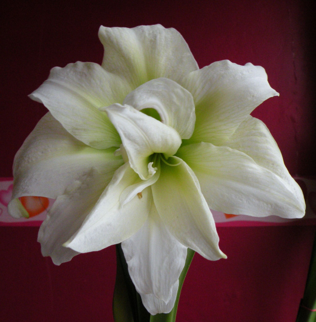 Hippeastrum x hybridum 'Jewel'