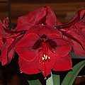 odmiana 'Benfica' - 11 marca 2009 #amarylis #Hippeastrum #hydroponika #Benfica