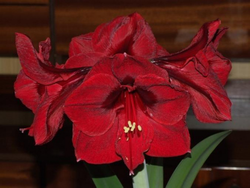 odmiana 'Benfica' - 11 marca 2009 #amarylis #Hippeastrum #hydroponika #Benfica