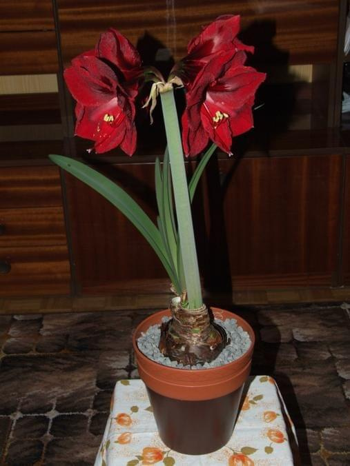 odmiana 'Benfica' - 11 marca 2009 #amarylis #Hippeastrum #hydroponika #Benfica