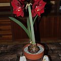 odmiana 'Benfica' - 11 marca 2009 #amarylis #Hippeastrum #hydroponika #Benfica