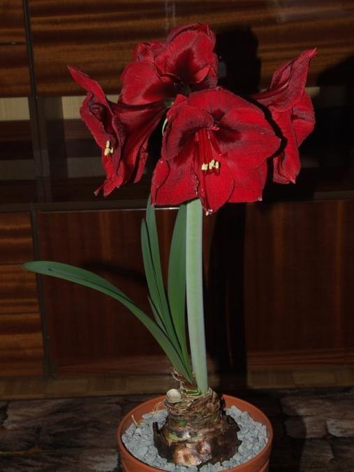 odmiana 'Benfica' - 11 marca 2009 #amarylis #Hippeastrum #hydroponika #Benfica