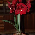 odmiana 'Benfica' - 11 marca 2009 #amarylis #Hippeastrum #hydroponika #Benfica