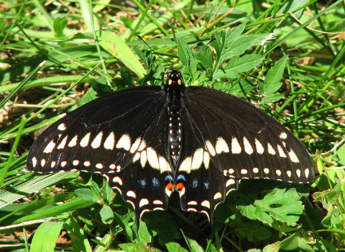 Czarna Jaskólka-Papilio Polyxenes #motyle