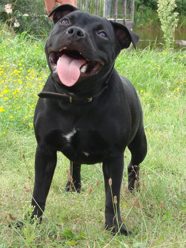 Vista Pininfarina #StaffikStaffordshireBullTerrier