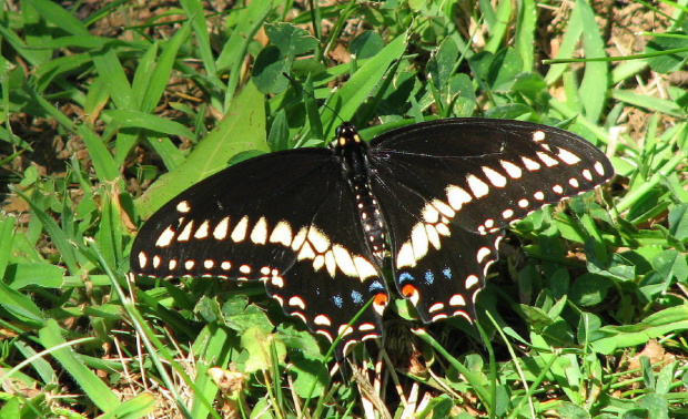 Czarna Jaskólka-Papilio Polyxenes #motyle