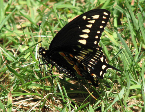 Czarna Jaskólka-Papilio Polyxenes #motyle