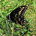 Czarna Jaskólka-Papilio Polyxenes #motyle