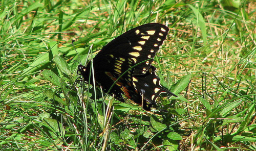 Czarna Jaskólka-Papilio Polyxenes #motyle