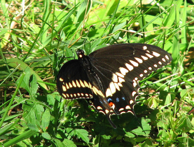 Czarna Jaskólka-Papilio Polyxenes #motyle